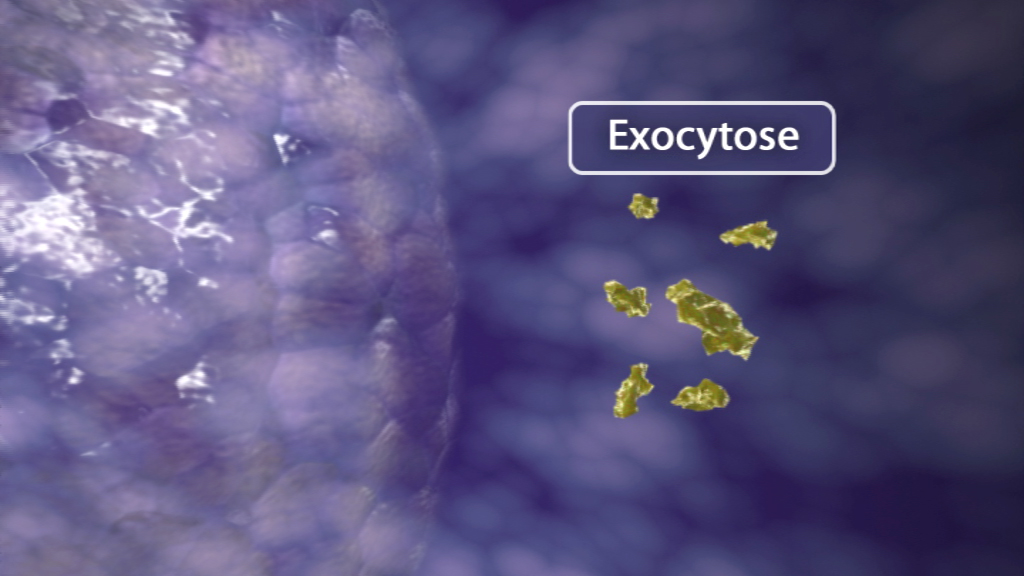 Grafik, die den Prozess der Exocytose zeigt, mit gelben Partikeln, die aus einer Zelle austreten.