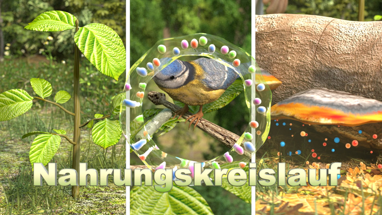 Grafik, die den Nahrungszyklus zeigt, mit Pflanzen, einem Vogel und Pilzen.