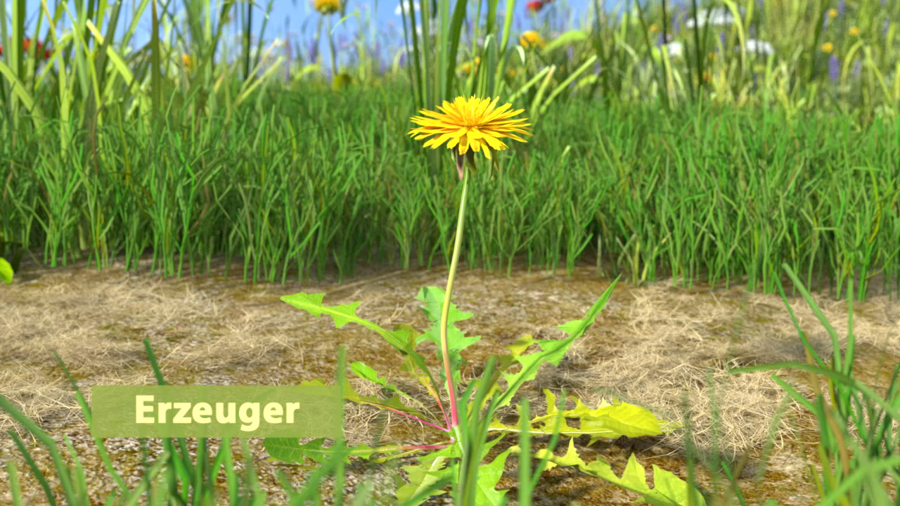 Ein Löwenzahn blüht in einer grünen Wiese mit Gras und anderen Pflanzen.