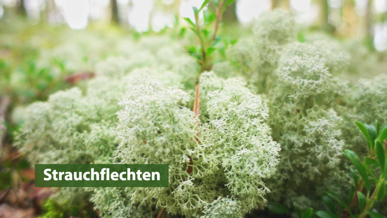 Nahaufnahme von Strauchflechten in einem Wald, mit grünen Pflanzen im Hintergrund.