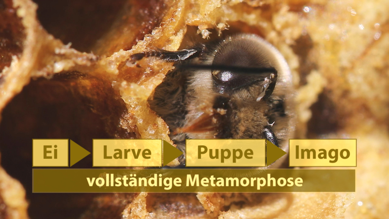 Nahaufnahme einer Biene in einem Bienenstock, mit Beschriftung der Entwicklungsstufen: Ei, Larve, Puppe, Imago.