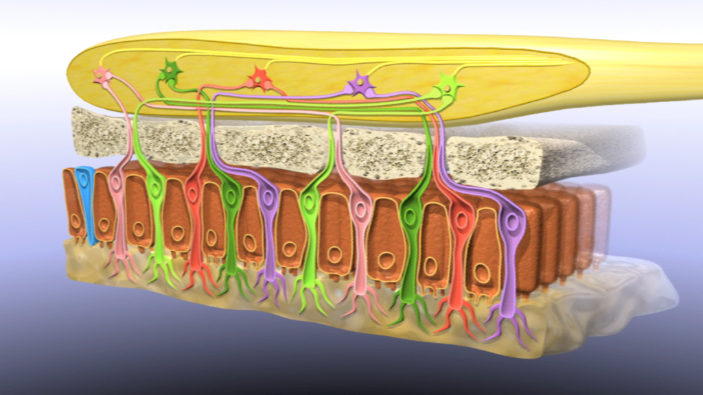 Diagramm, das die Struktur und Verbindung von Nervenfasern und Muskelzellen zeigt.