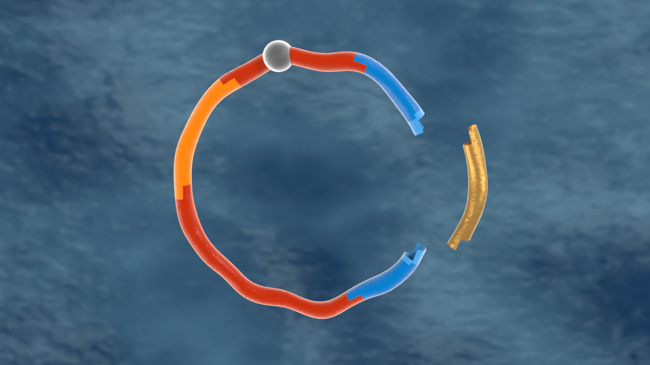 Grafik eines zirkulären Moleküls mit roten, blauen und goldenen Segmenten.