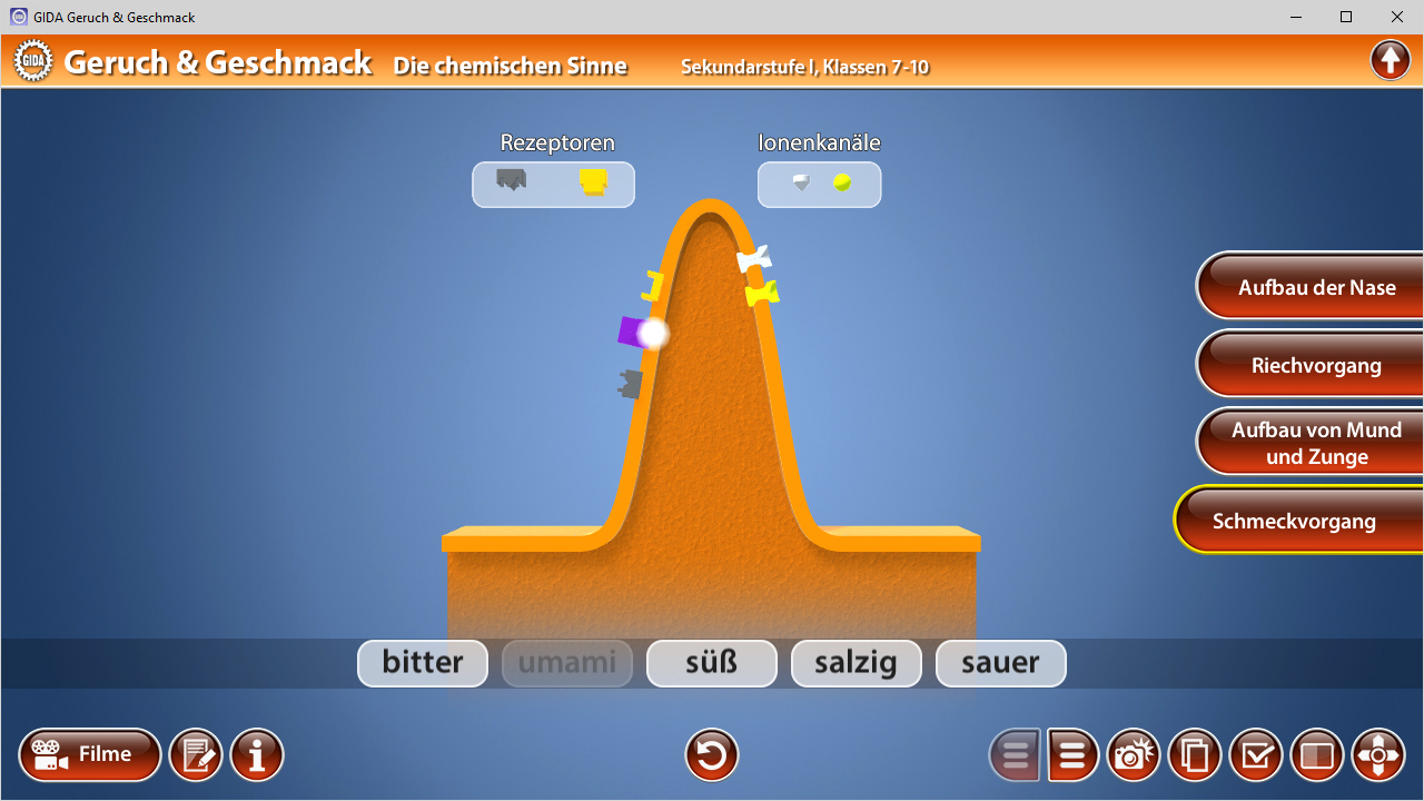 Interaktive Grafik zur Darstellung des Geschmacksprozesses mit verschiedenen Geschmacksrichtungen: bitter, umami, süß, salzig, sauer.