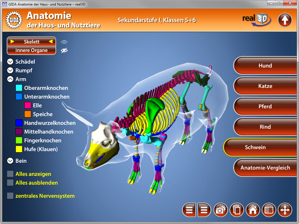 3D-Modell eines Hundes mit farblich hervorgehobener Anatomie, einschließlich Skelett und inneren Organen.