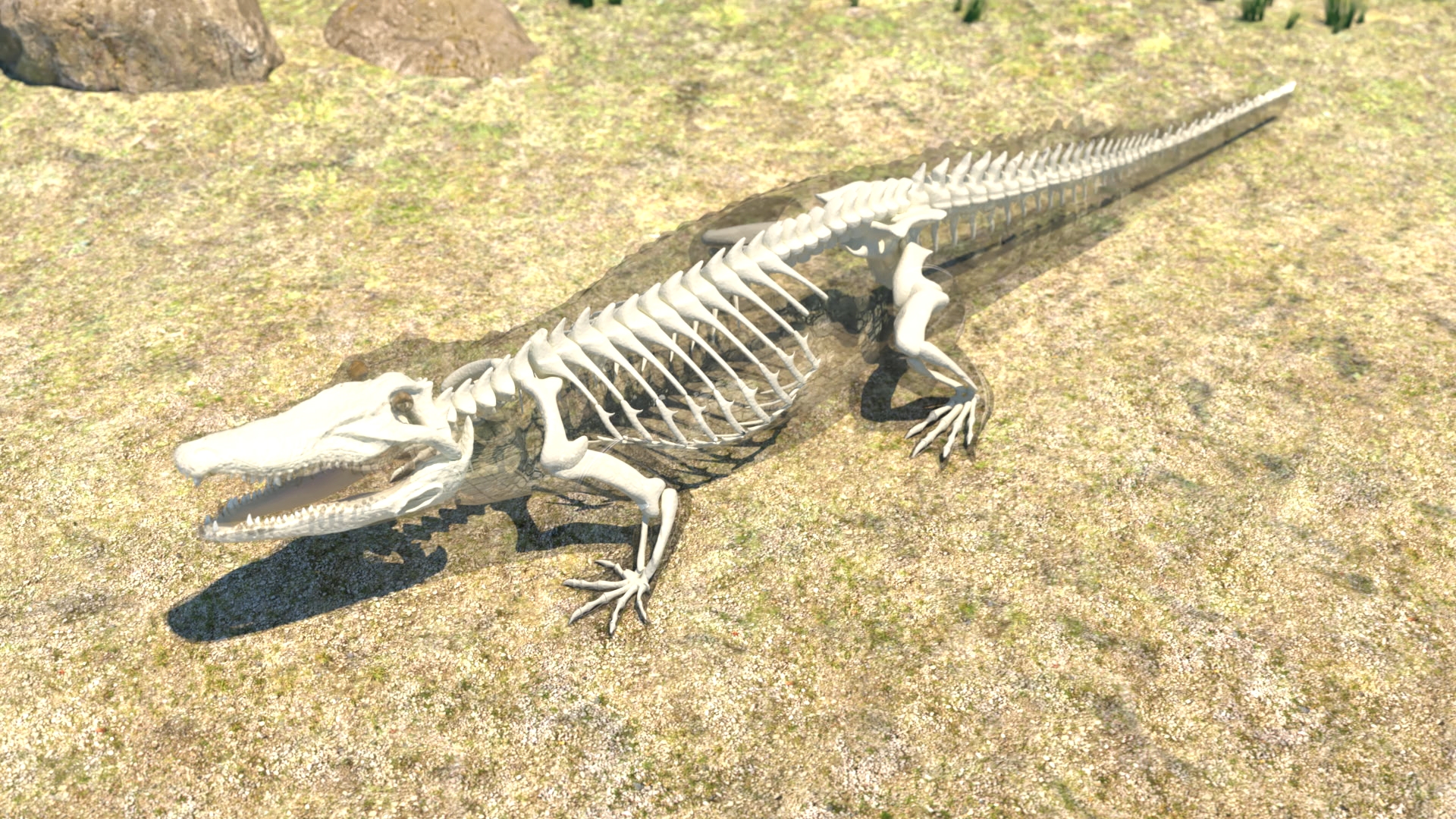 Skelett eines Krokodils auf sandigem Boden liegend
