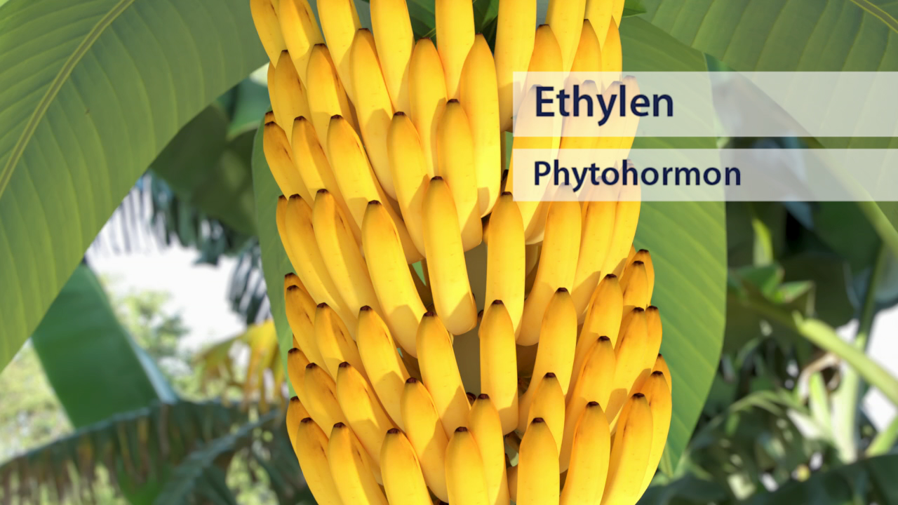 Bananenstaude mit reifen gelben Bananen, beschriftet mit 'Ethylene' und 'Phytohormon'.