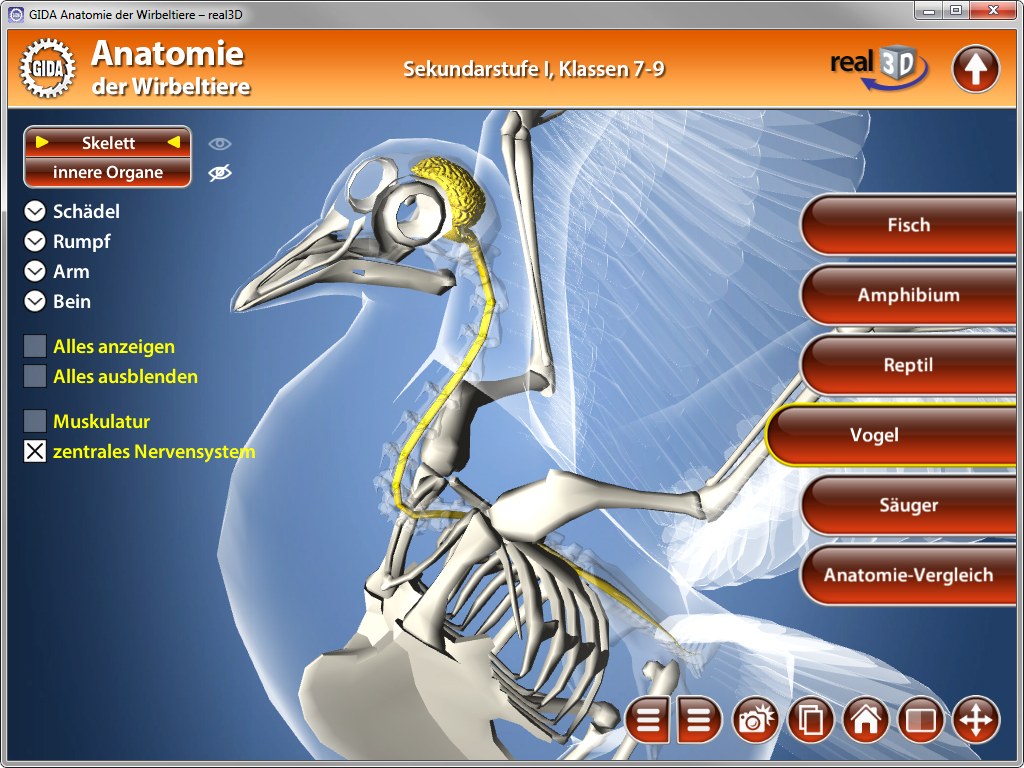 3D-Darstellung des Skeletts eines Vogels mit hervorgehobenen inneren Organen und Nervenstrukturen.