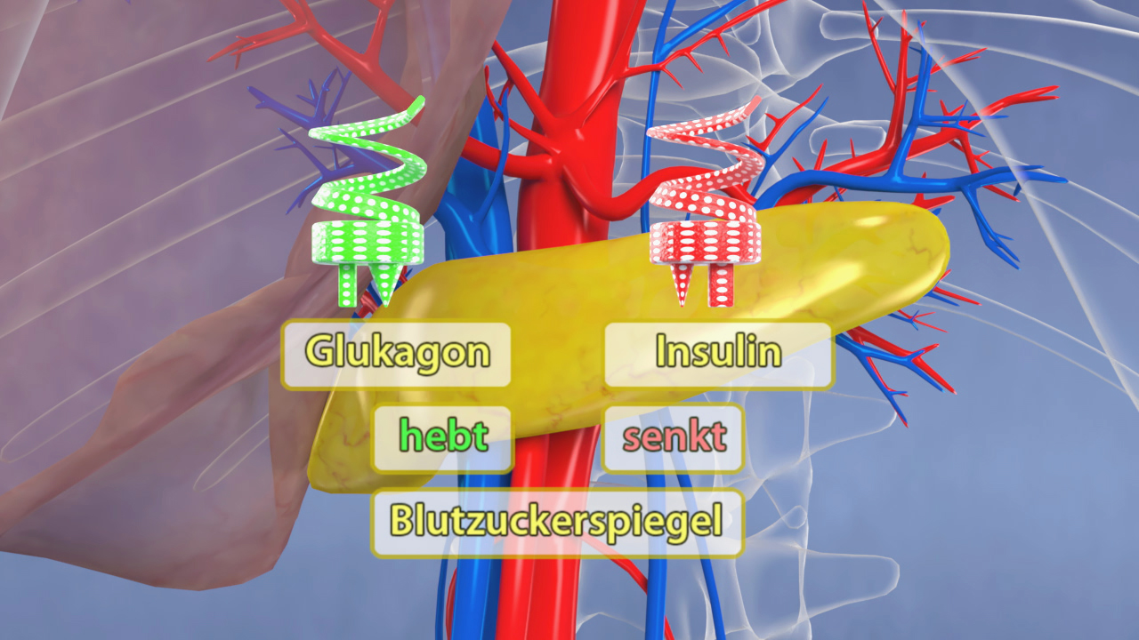 Diagramm, das die Funktionen von Glukagon und Insulin im Blut zuckerregulierenden Prozess zeigt.