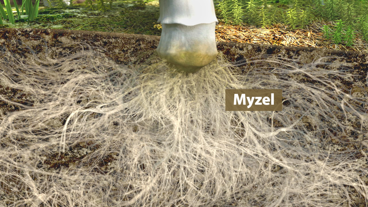 Alt-TextDarstellung von Myzel mit Wurzeln im Boden, die sich ausbreiten.