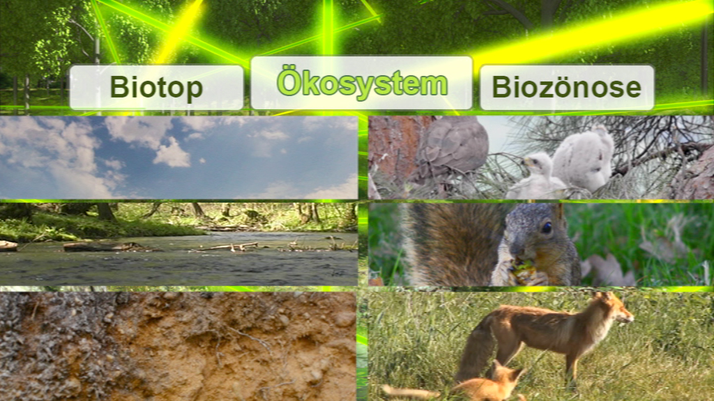Infografik über ökologische Begriffe: Biotop, Ökosystem, Biozönose mit Bildern von Landschaften, Tieren und Boden.