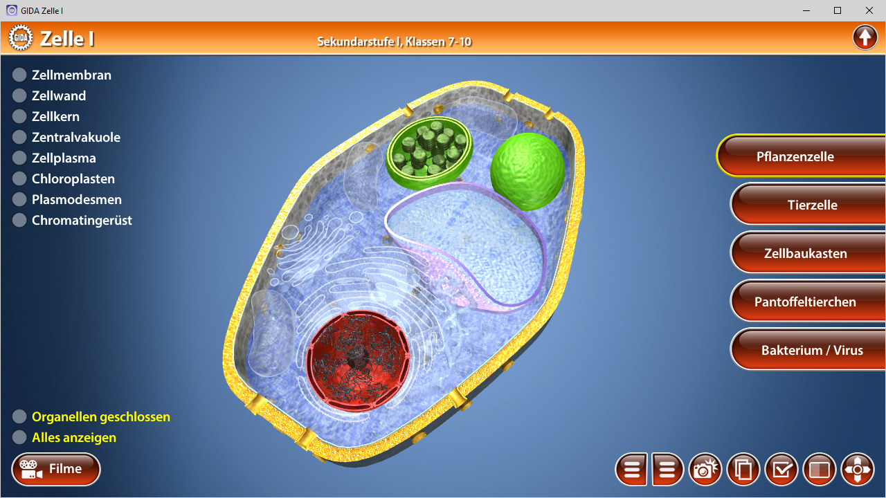 3D-Darstellung einer Pflanzenzelle mit Zellmembran, Zellwand, Zentralvakuole, Chloroplasten und Chromatophoren.