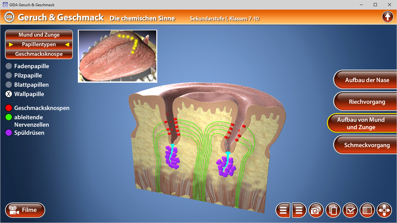 3D-Diagramm des menschlichen Mundes und der Zunge mit hervorgehobenen Papillen und Geschmacksnerven.