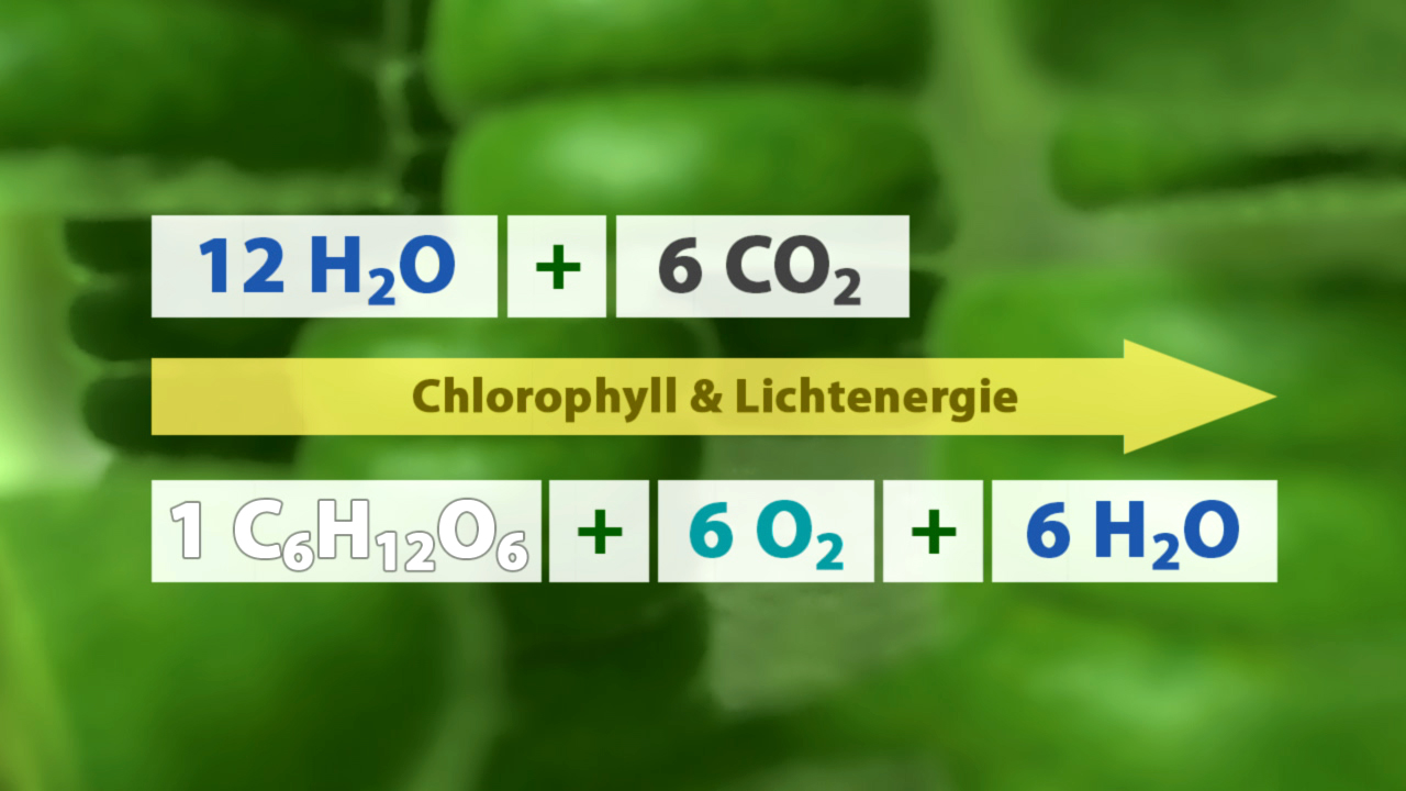 Chemische Gleichung der Photosynthese: 12 H2O + 6 CO2 werden durch Chlorophyll und Lichtenergie in 1 C6H12O6 + 6 O2 + 6 H2O umgewandelt.