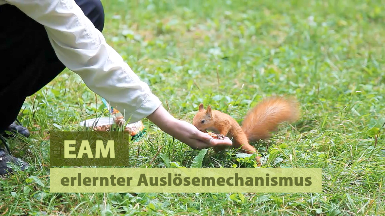 Eine Person füttert ein Eichhörnchen auf einer Wiese. Der Text 'EAM erlernter Auslösmechanismus' ist eingeblendet.