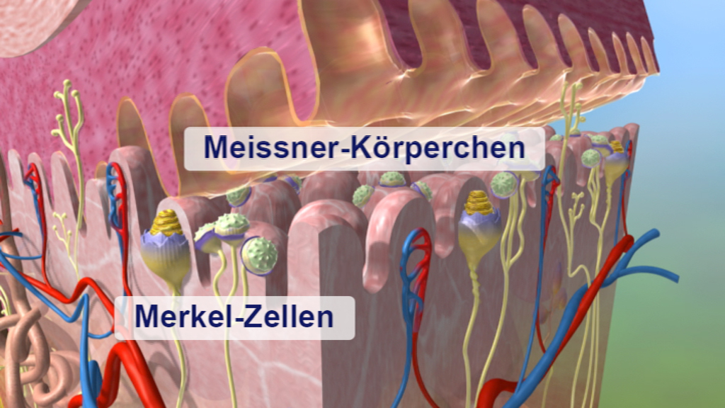 Diagramm, das Meissner-Körperchen und Merkel-Zellen in der Haut zeigt, mit farbigen Nerven und Blutgefäßen.