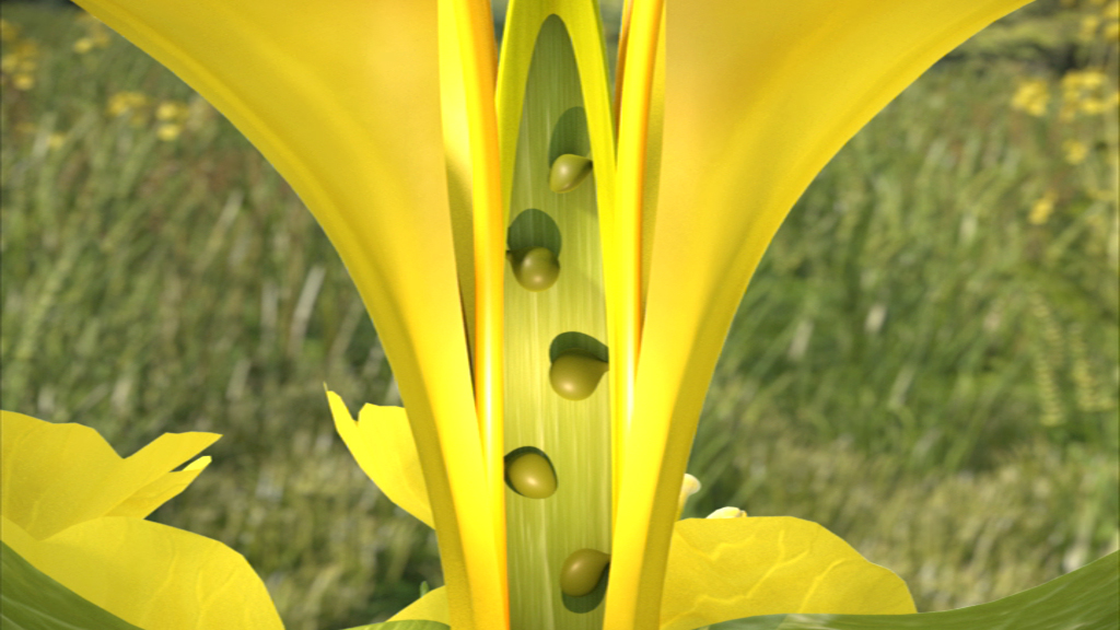 Nahaufnahme einer gelben Blüte mit einer zentralen Struktur, die Samen enthält.