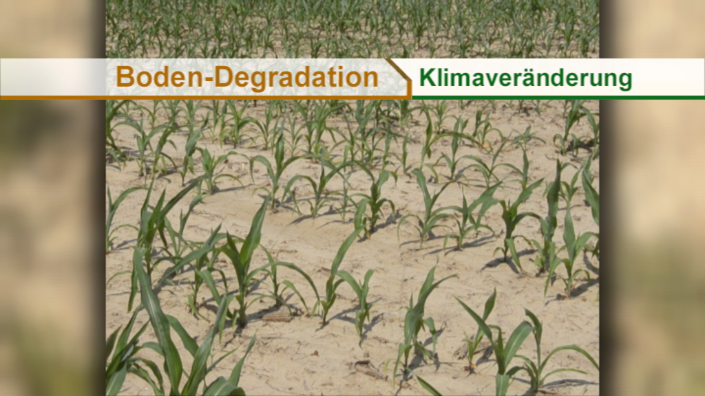 Ein Feld mit jungen Pflanzen, das unter Boden-Degradation leidet, umgeben von trockener Erde.