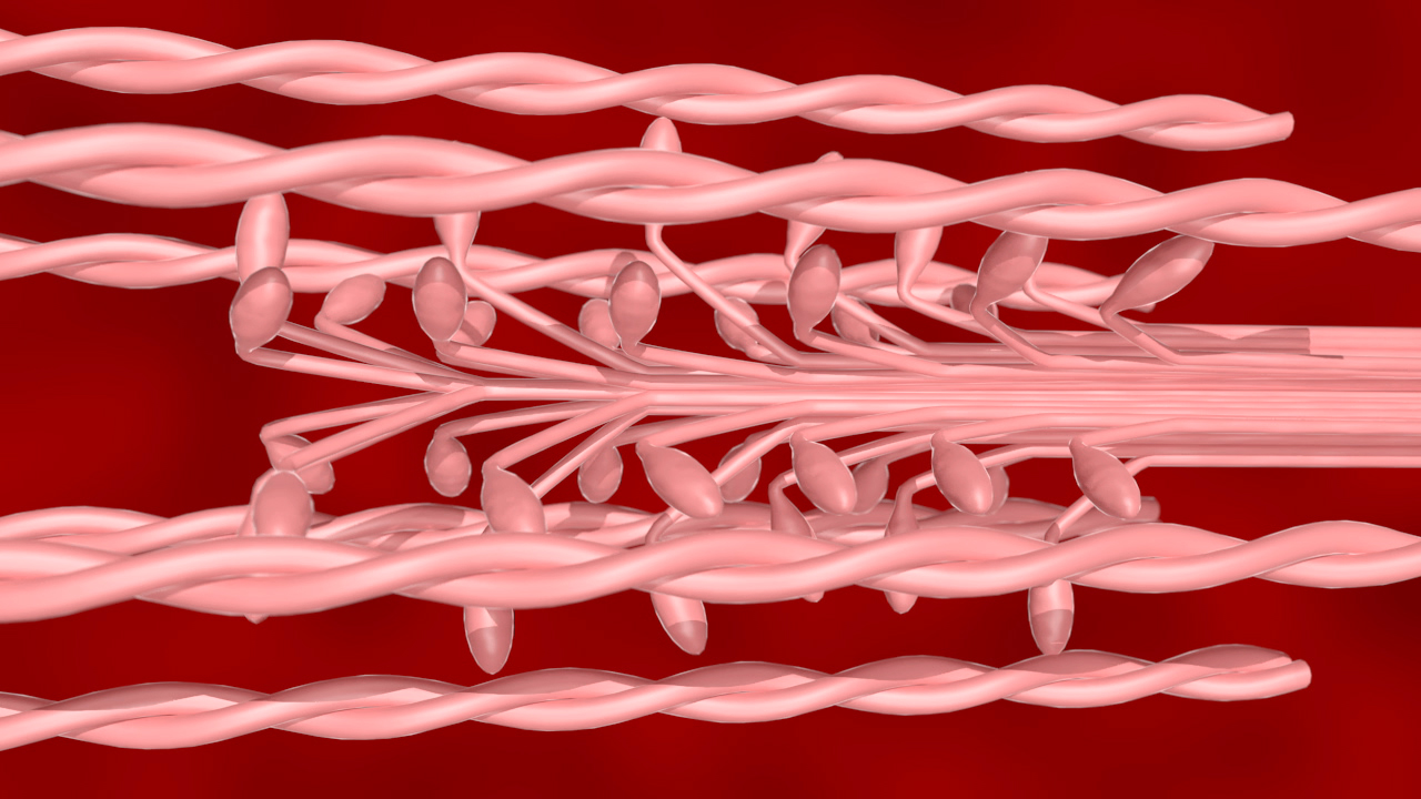 3D-Darstellung von Myosinköpfchen an Aktinfilamenten.