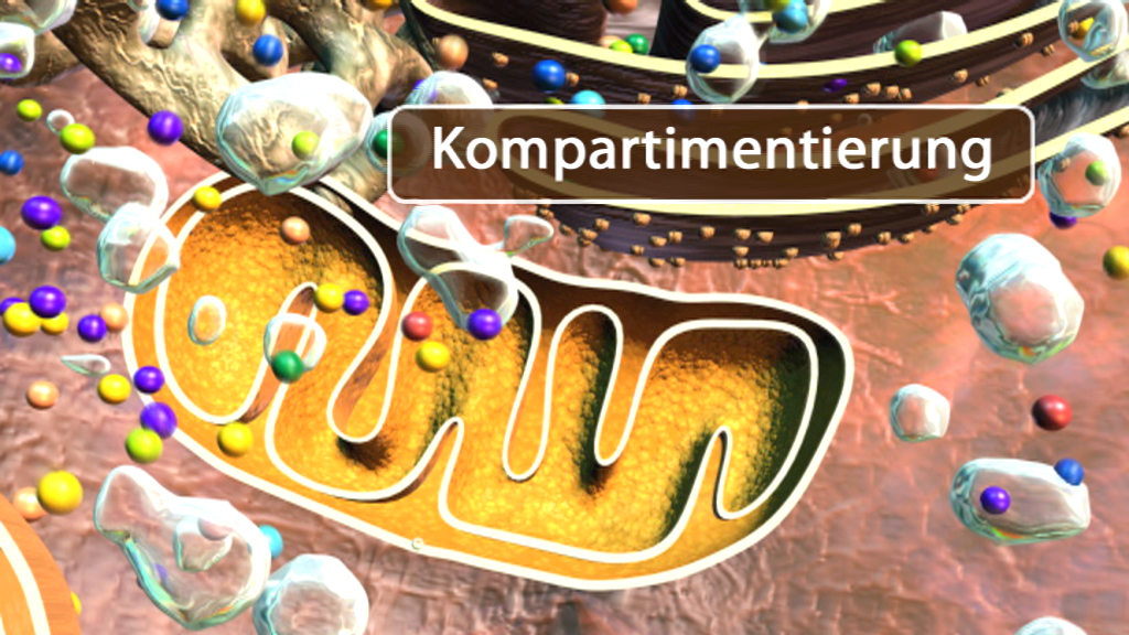 Grafik zur Kompartimentierung in Zellen, zeigt verschiedene Moleküle und Strukturen.