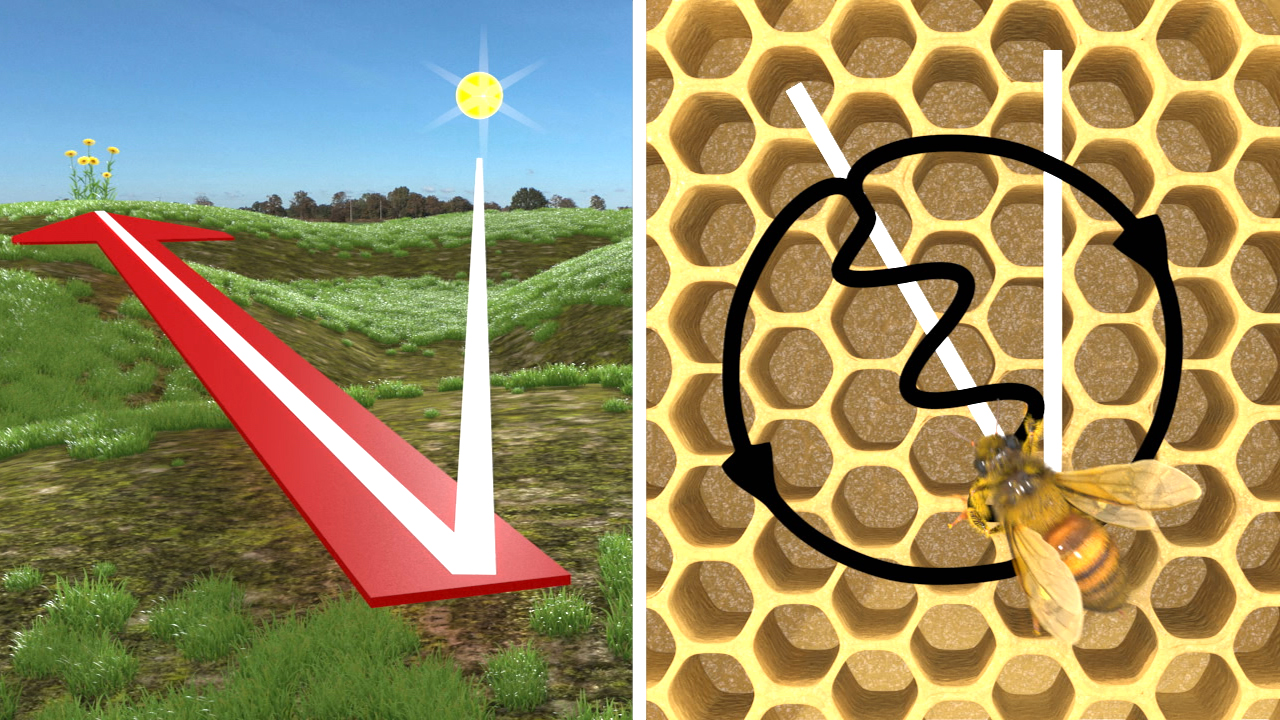 Insekten II - Staatenbildende Insekten am Beispiel Honigbiene