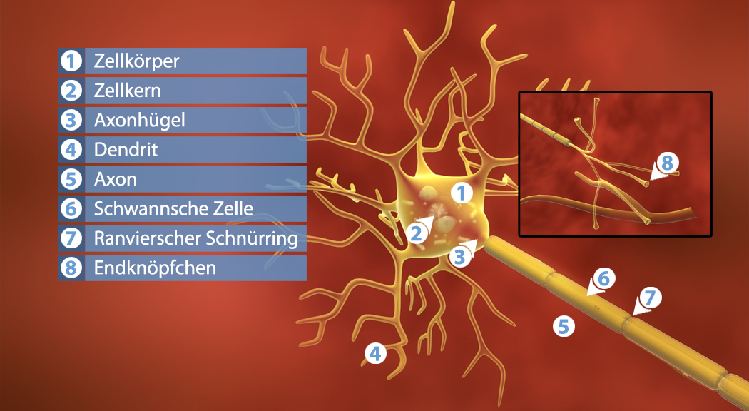 Diagramm eines Neurons mit beschrifteten Teilen: Zellkörper, Zellkern, Axonhügel, Dendrit, Axon, Schwannsche Zelle, Ranvierscher Schnürring, Endknöpfchen.