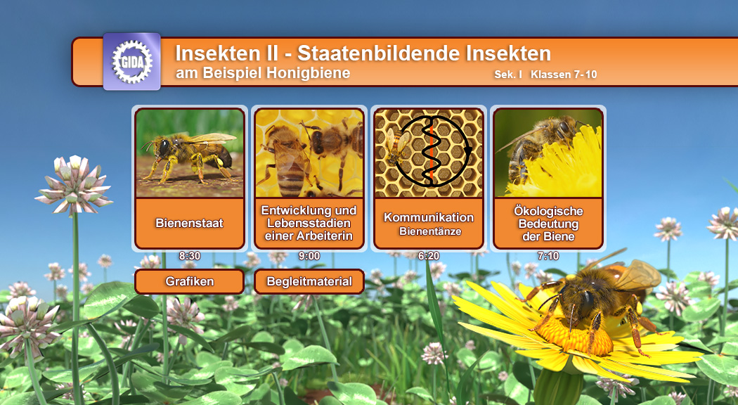 Infografik über staatenbildende Insekten, einschließlich Bienenstaat, Entwicklung von Arbeiterinnen, Kommunikation und ökologische Bedeutung der Biene.