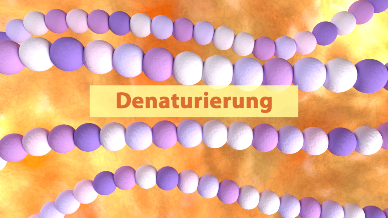 Grafik, die Moleküle in lila und weiß zeigt, mit dem Wort 'Denaturierung' in der Mitte.