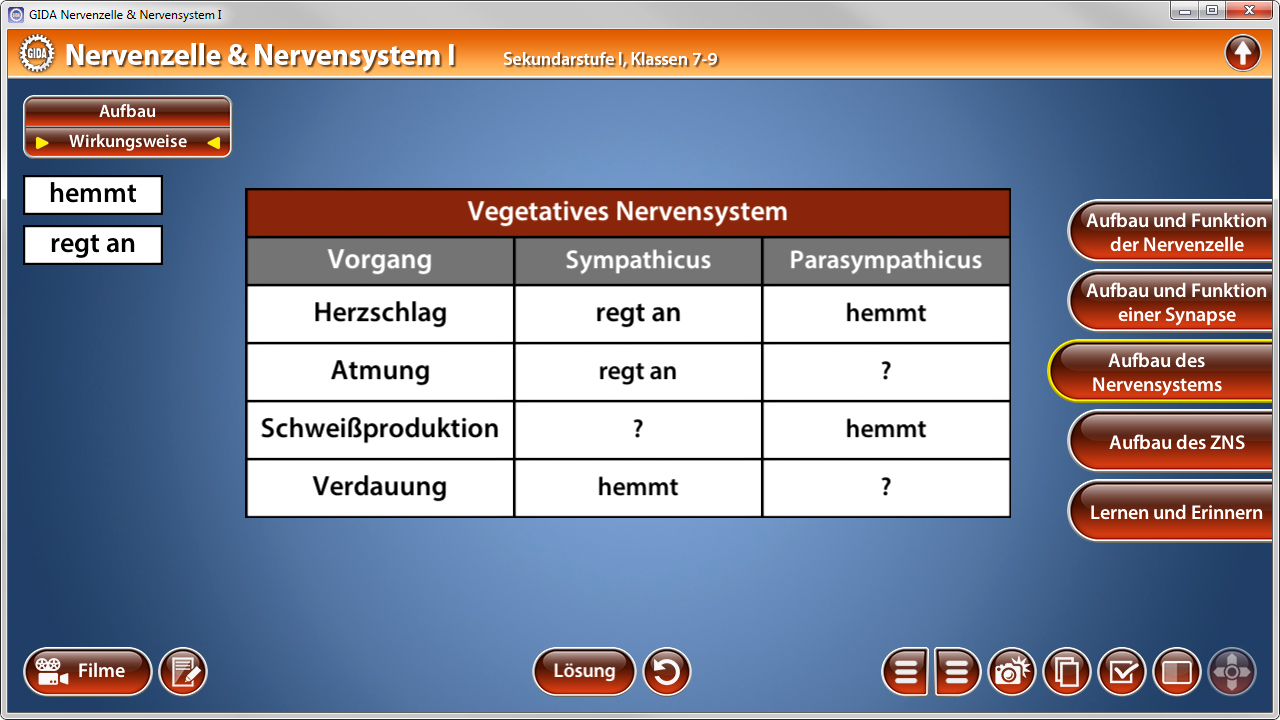 Tabelle über das vegetative Nervensystem mit Vorgängen wie Herzschlag, Atmung, Schweißproduktion und Verdauung, sowie den Reaktionen des sympathischen und parasympathischen Systems.