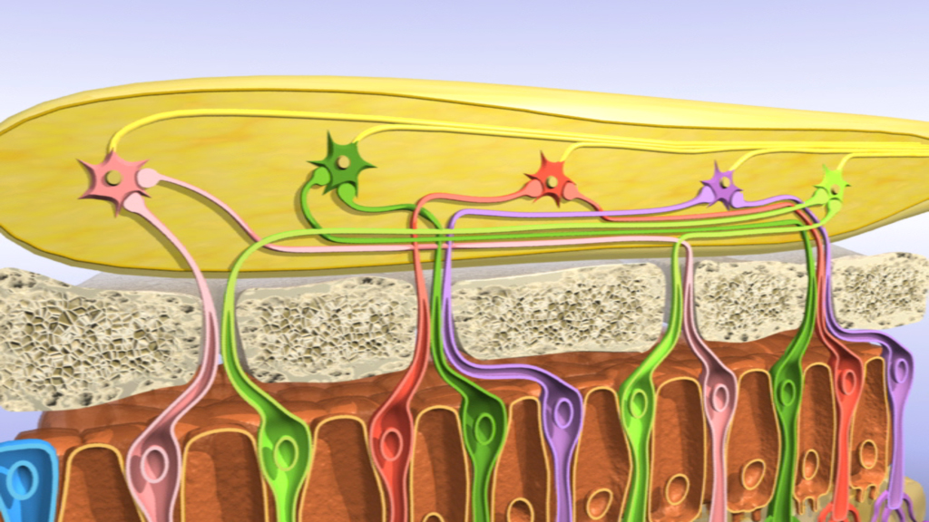 Diagramm, das die neuronalen Verbindungen zwischen einer Nervenzelle und einer Muskelzelle zeigt, mit farbigen Nervenenden.