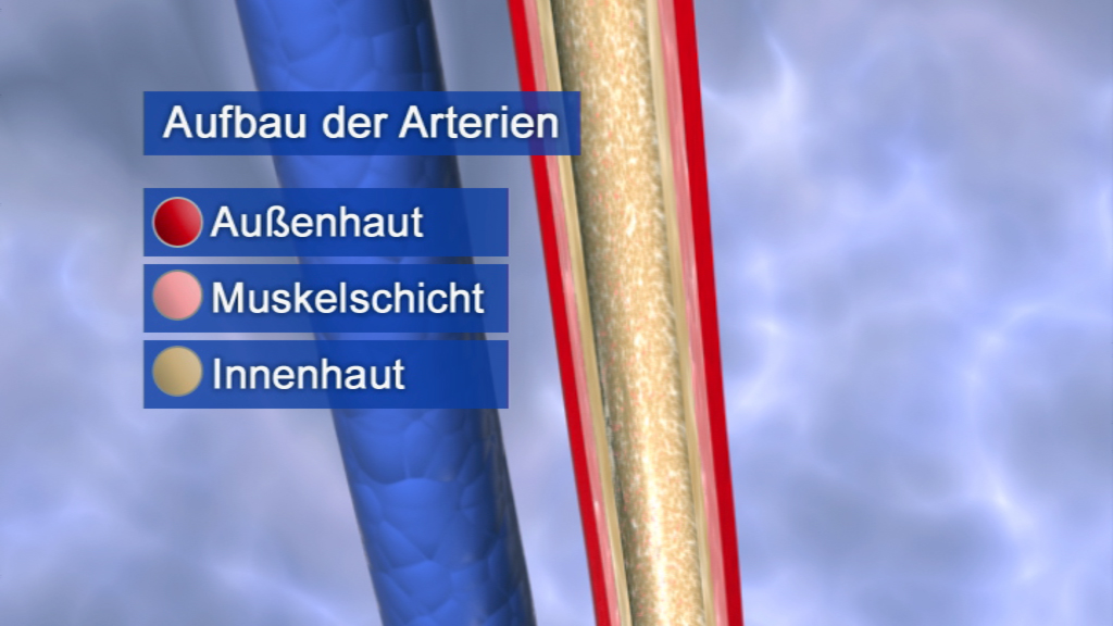 Diagramm des Aufbaus von Arterien mit den Schichten: Außenhaut, Muskelschicht und Innenhaut.