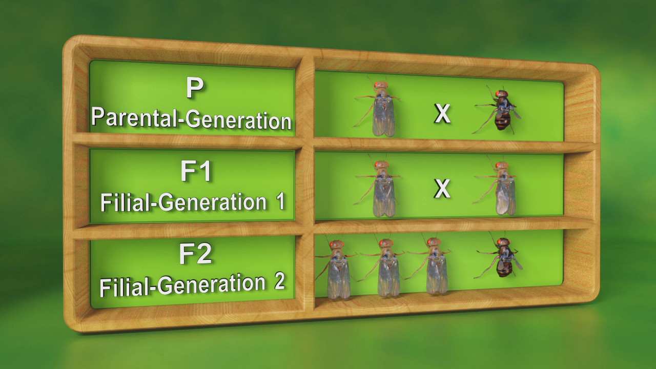 Diagramm zur Darstellung der genetischen Generationen: P (Elterngeneration), F1 (erste Filialgeneration), F2 (zweite Filialgeneration) mit Abbildungen von Fliegen.