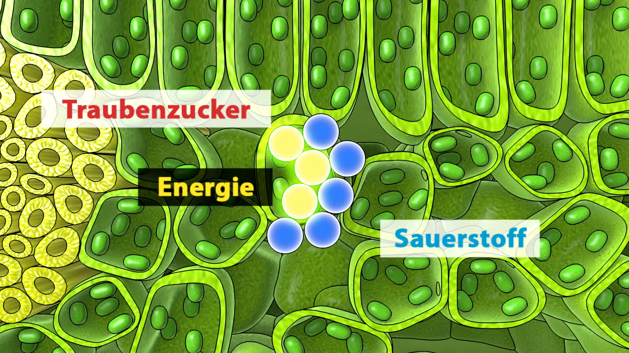 Infografik zur Photosynthese mit den Begriffen 'Traubenzucker', 'Energie' und 'Sauerstoff' in einer pflanzlichen Zellstruktur.