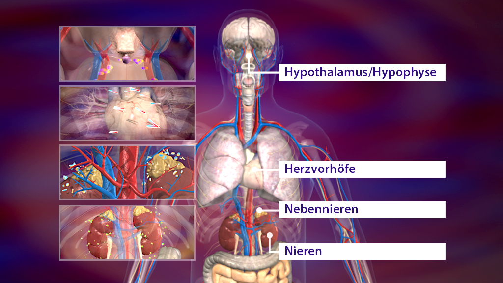 Diagramm des menschlichen Körpers mit hervorgehobenen Organen: Hypothalamus/Hypophyse, Herzvorhöfe, Nebennieren, Nieren.