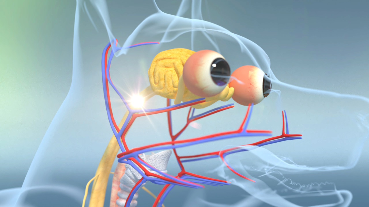 3D-Darstellung eines menschlichen Kopfes mit hervorgehobenen Blutgefäßen und Augen.
