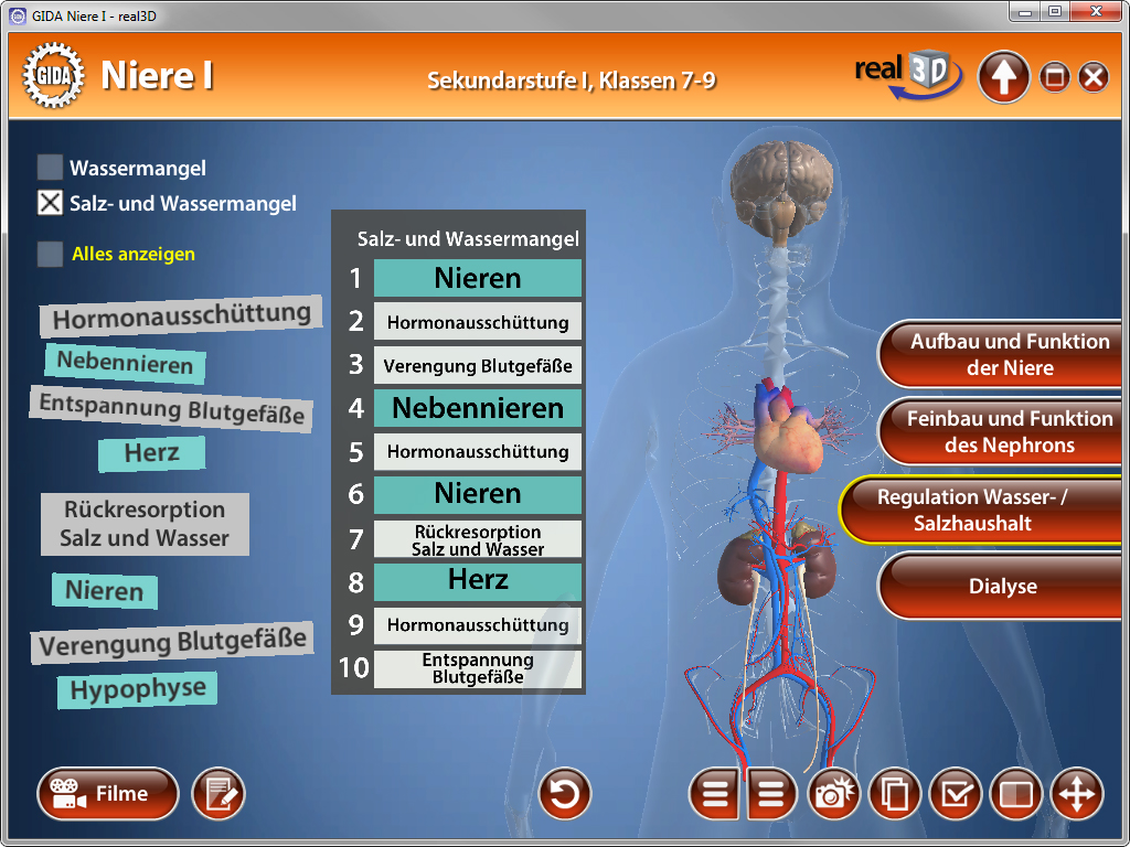 Interaktive Darstellung der Niere mit Informationen zu Wasser- und Salzmangel, Hormonhaushalt und Funktionen der Nieren und Nebennieren.