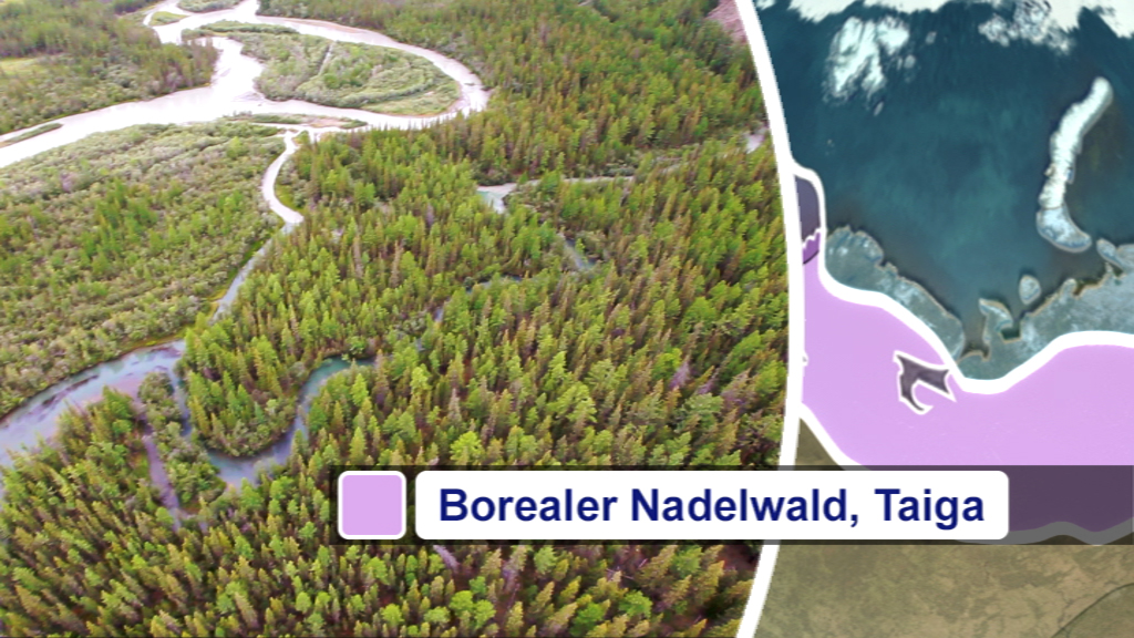 Luftaufnahme eines borealen Nadelwaldes mit Flussverlauf, Karte zeigt Taiga-Region.