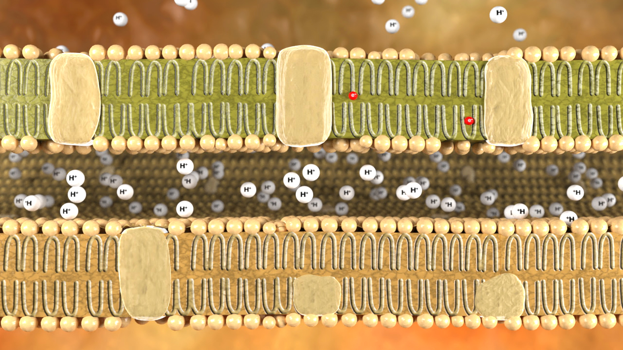 Grafik eines Zellmembranmodells mit Lipid-Doppelschicht und Molekülen, die durch die Membran diffundieren.
