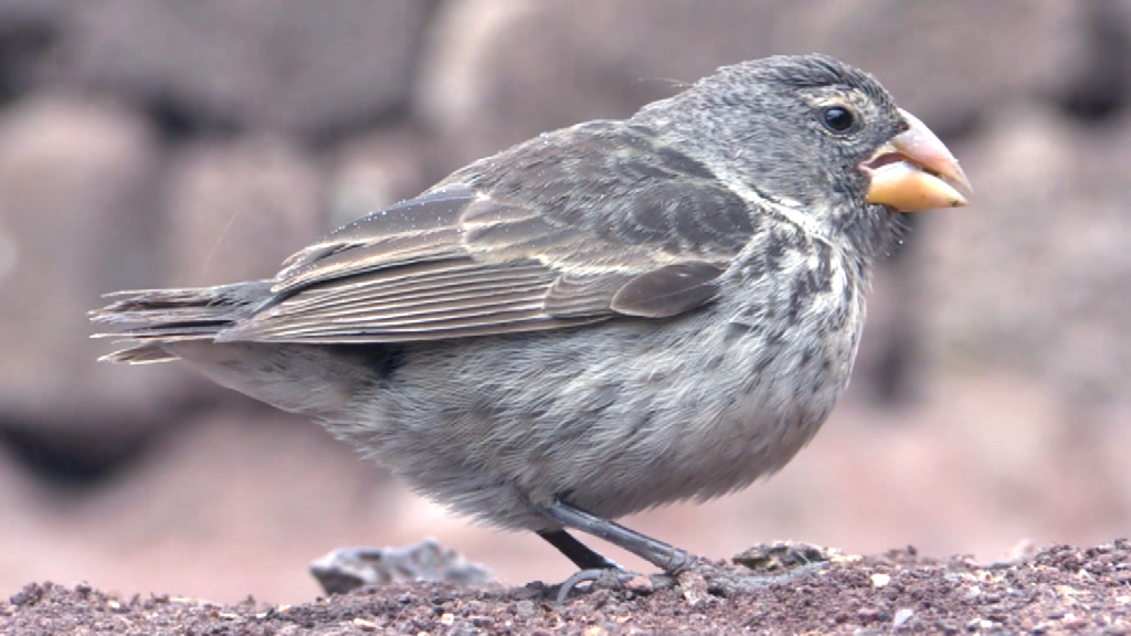 Ein grauer Vogel mit einem kräftigen Schnabel, der auf dem Boden sitzt.