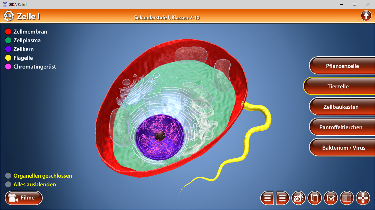 Grafik einer Tierzelle mit beschrifteten Komponenten wie Zellmembran, Zellplasma und Zellkern.