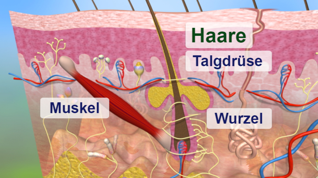 Diagramm der Hautschichten mit Beschriftungen: Haare, Taldrüse, Muskel, Wurzel.