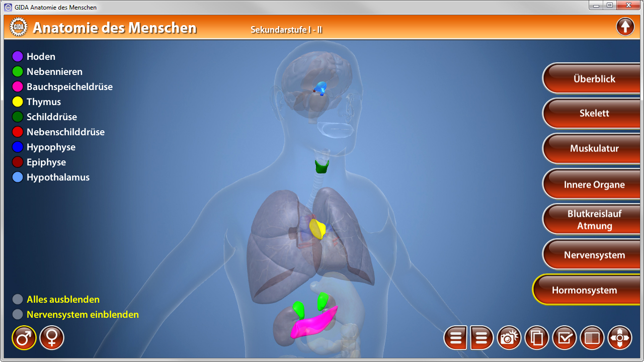 Interaktive Darstellung der menschlichen Anatomie mit hervorgehobenen Organen wie Lunge, Thymus und Hypothalamus.