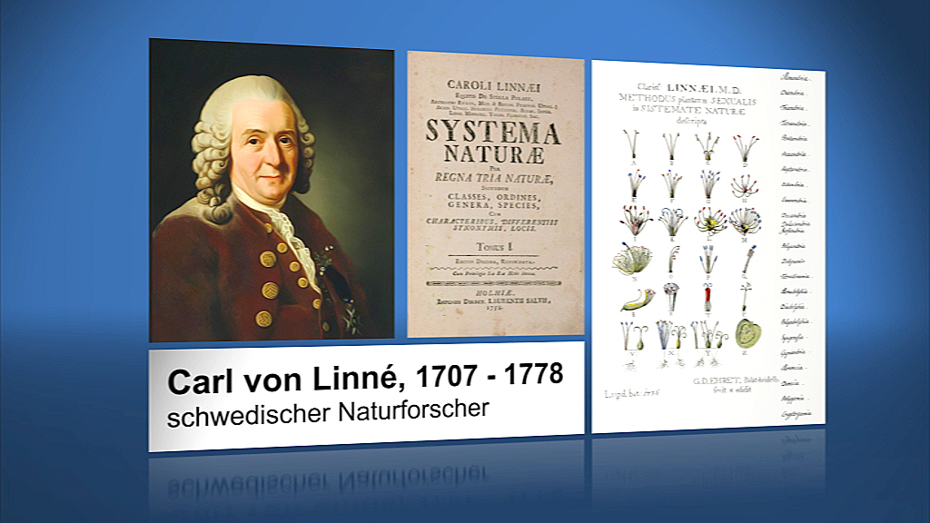 Porträt von Carl von Linné, schwedischer Naturforscher, mit Buchcover und botanischen Illustrationen.