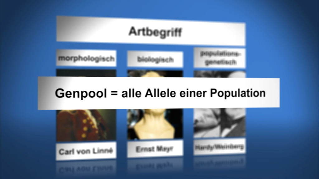 Infografik über den Genpool, definiert als 'alle Allele einer Population', mit Bildern von Carl von Linné und Ernst Mayr.