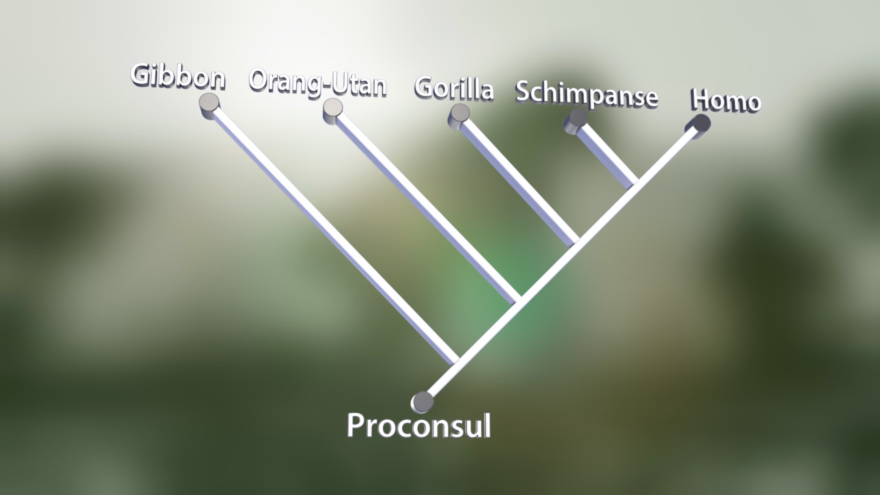 Evolutionäre Verzweigung von Primaten: Gibbon, Orang-Utan, Gorilla, Schimpanse und Homo, mit Proconsul als gemeinsamen Vorfahren.