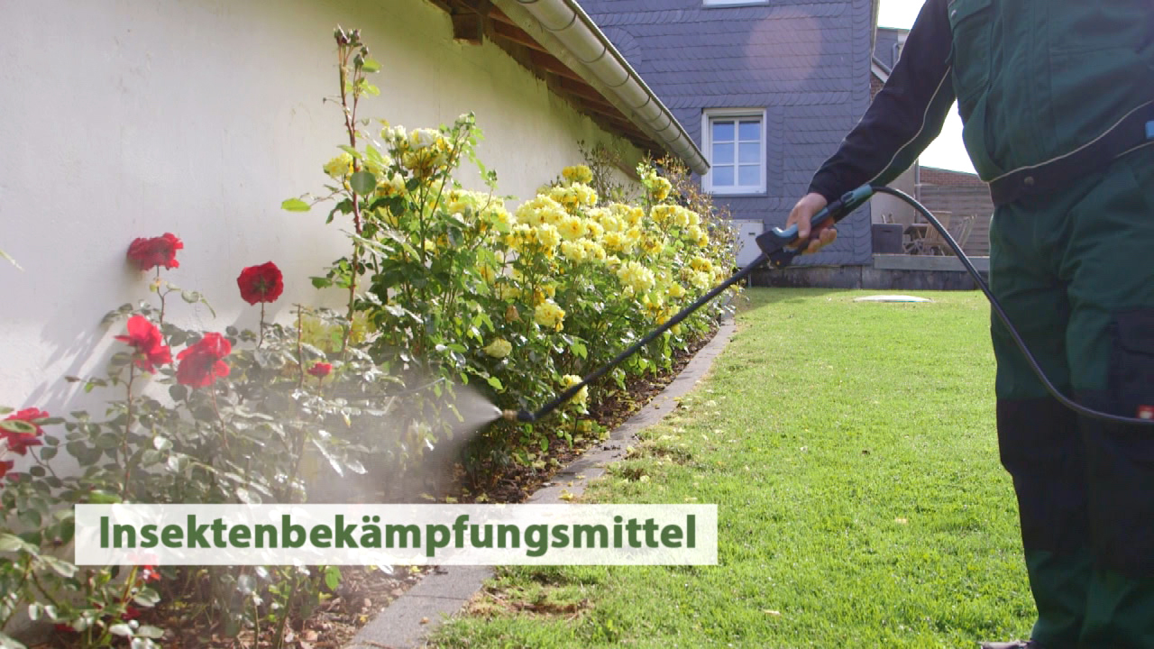 Insekten III - Vielfalt der Insekten