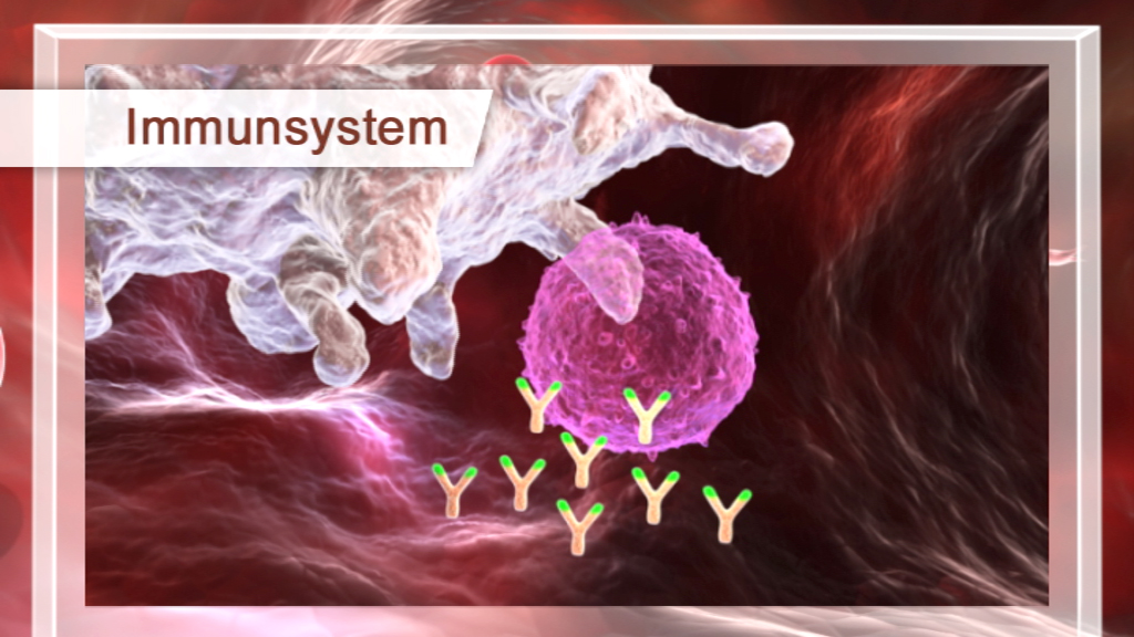 Grafik des Immunsystems, zeigt eine Immunzelle, die Antikörper produziert.
