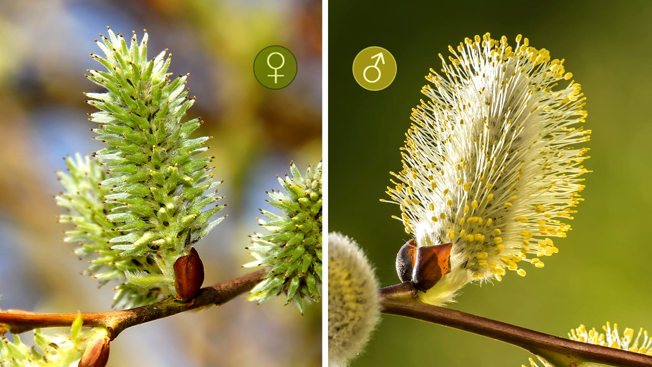 Vergleich von weiblichen und männlichen Blüten einer Weide, links grüne, kompakte Blütenstände, rechts längliche, gelbe Blüten mit Pollen.