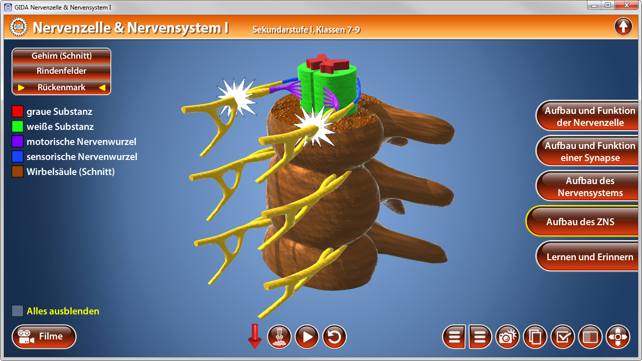 Interaktive Darstellung des Nervensystems mit farbigen Nerven und Strukturen, die das Rückenmark zeigen.