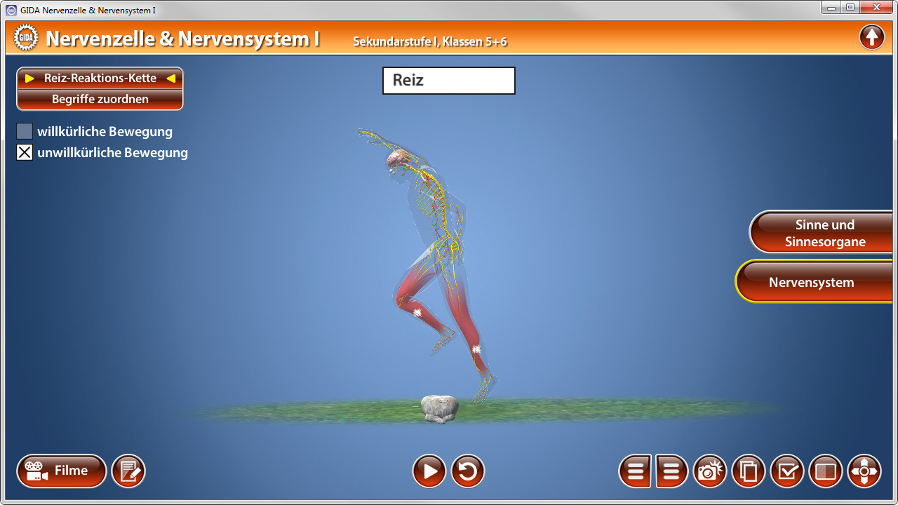 Interaktive Darstellung des Nervensystems mit Fokus auf Reizreaktionskette und willkürlicher Bewegung.